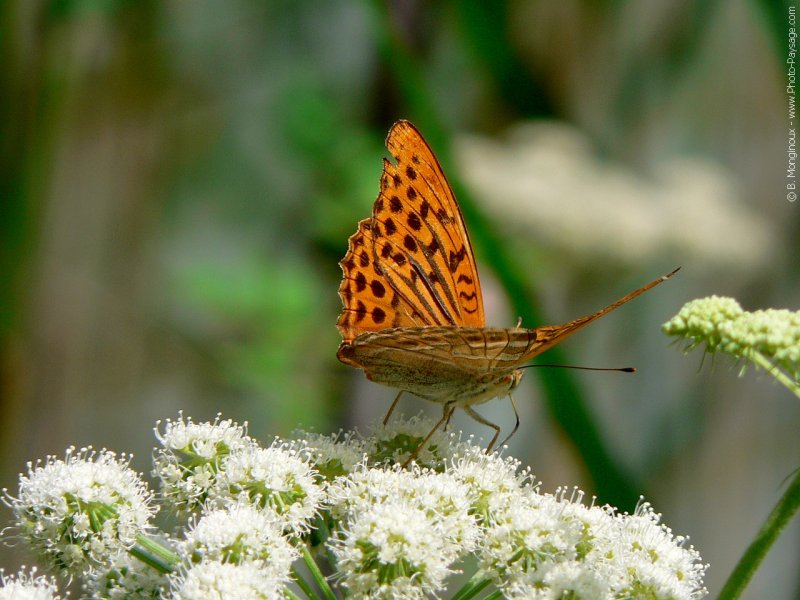 Insectes : Papillon au bord des lacs de Plitvice (Croatie)
Mots-clés: insecte fleurs croatie plitvice macrophoto