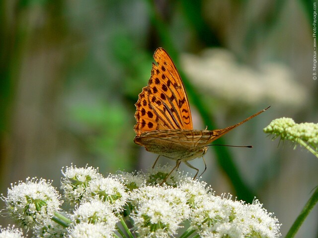 Insectes : Papillon au bord des lacs de Plitvice (Croatie)
Mots-clés: insecte fleurs croatie plitvice macrophoto