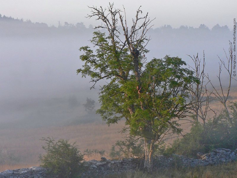 Paysage de Lozère - Cévennes : brume sur le Causse Méjean un matin d'été
Mots-clés: ete brouillard campagne brume mur muret arbre_seul