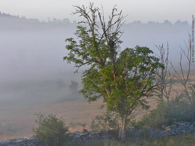 Paysage de Lozère - Cévennes : brume sur le Causse Méjean un matin d'été
Mots-clés: ete brouillard campagne brume mur muret arbre_seul