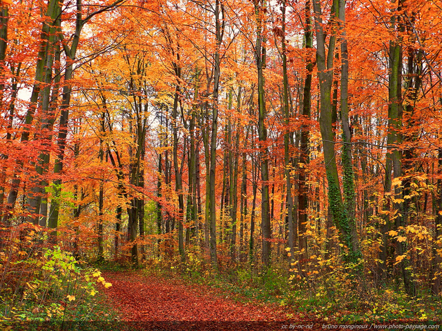 Forêt Mixte À L'automne, Belle Forêt Mixte D'automne Banque D