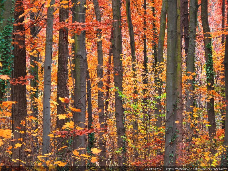 Arbres en Automne
Mots-clés: automne les_plus_belles_images_de_nature belles-photos-automne