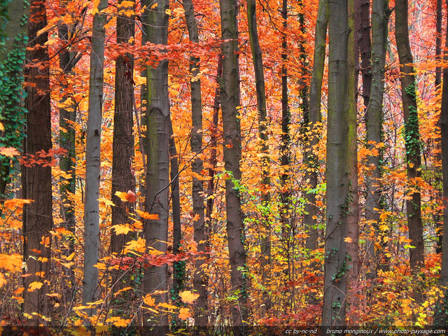 Arbres en Automne
Mots-clés: automne les_plus_belles_images_de_nature belles-photos-automne