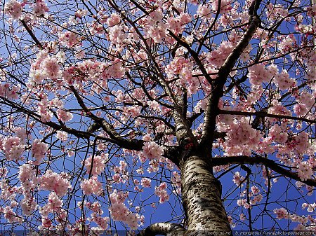 printemps-arbre-fleurs-4.jpg