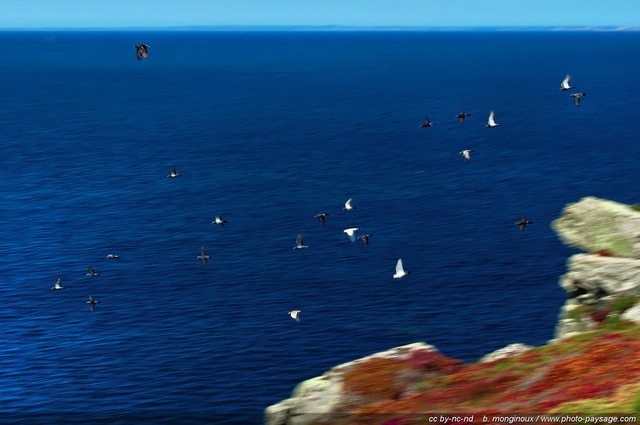 Vol de mouettes sur le littoral de Cornouaille
Pointe du Van, Cap Sizun (Finistère, Bretagne)
Mots-clés: pointe-du-van cap-sizun oiseau mouette finistere bretagne littoral falaise mer ocean cornouaille categmerbretagne