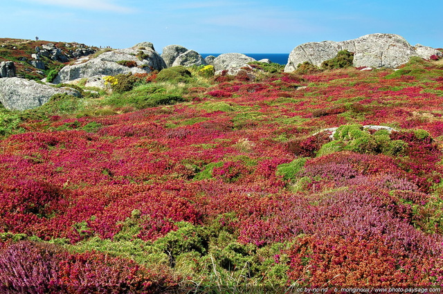 Landes et bruyères sur le Cap Sizun
Pointe du Van, Finistère, Bretagne, France
Mots-clés: atlantique fleurs bruyere champs_de_fleurs finistere landes cap-sizun bretagne mer ocean rocher chemin sentier pointe-du-van