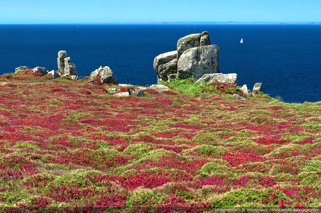 Bruyère sur Atlantique
Pointe du Van, Cap Sizun, Finistère, Bretagne, France
Mots-clés: atlantique fleurs bruyere finistere champs_de_fleurs cap-sizun bretagne cote littoral mer ocean voilier rocher pointe-du-van mer-d-iroise categ_ete