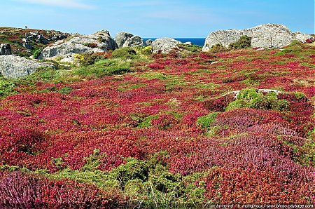 landes-et-bruyere-cap_sizun.jpg