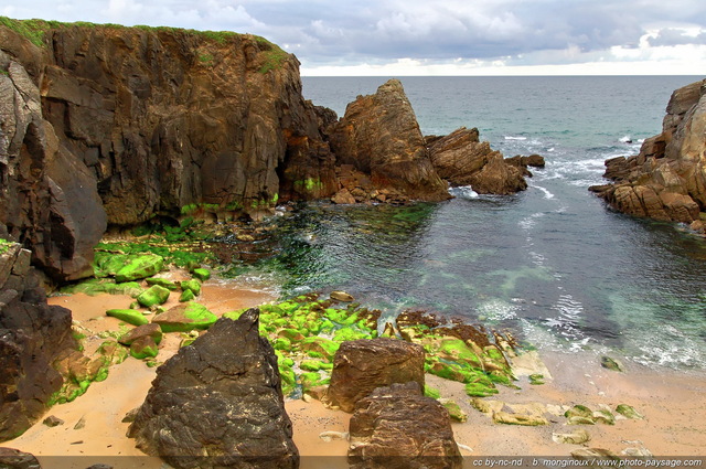 Une petite crique de la côte sauvage à marée basse : sur la plage des rochers recouverts d'algues se retrouvent à l'air libre
Presqu'île de Quiberon, 
Morbihan, Bretagne, France
Mots-clés: les_plus_belles_images_de_nature cote-sauvage littoral atlantique mer ocean plage vagues falaise presqu-ile quiberon morbihan rivage bretagne rocher algues categ_ete