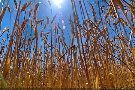 champs_de_ble-cevennes-01.jpg