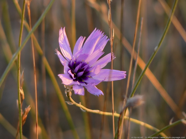 Chicorée sauvage  dans les Cévennes
Causse Méjean, Lozère

Mots-clés: fleurs cÃ©vennes lozere st-valentin causse_mejean macrophoto