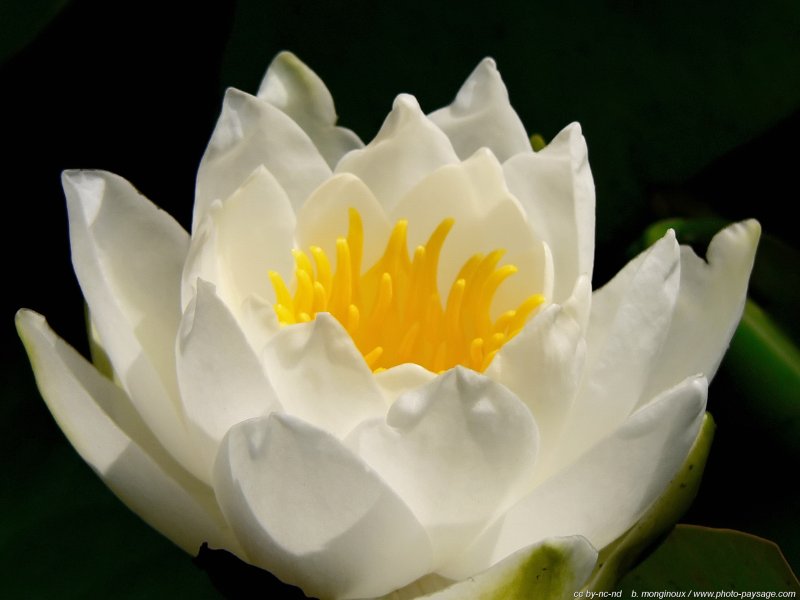 Plante aquatique : Nenuphar blanc
Mots-clés: fleurs st-valentin