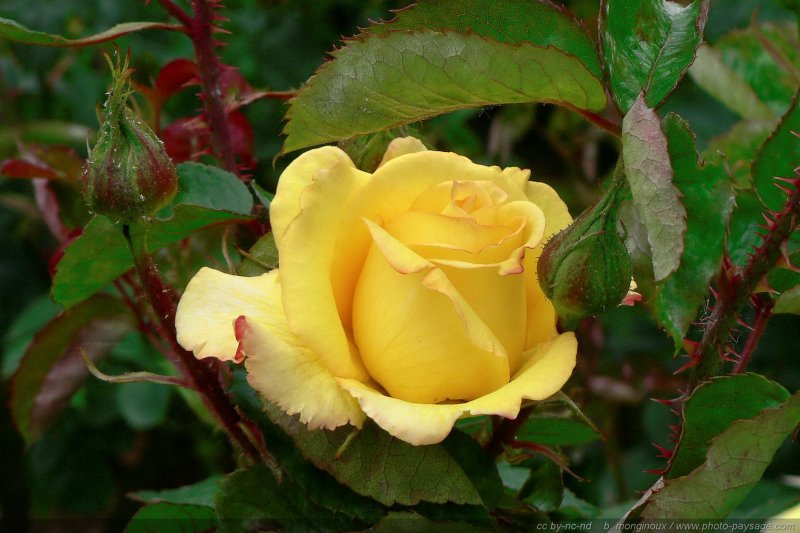 Fleur : Rose jaune
Mots-clés: fleurs rose st-valentin
