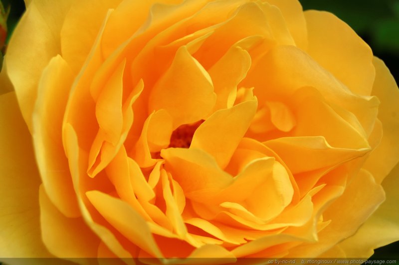 Rose jaune
Mots-clés: rose jaune fleurs st-valentin