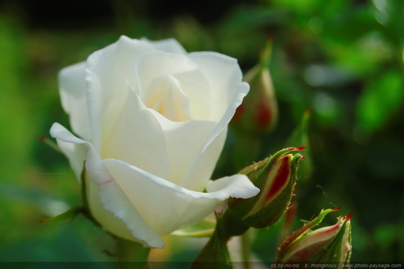 Rose blanche
Mots-clés: rose couleur_blanc fleurs st-valentin