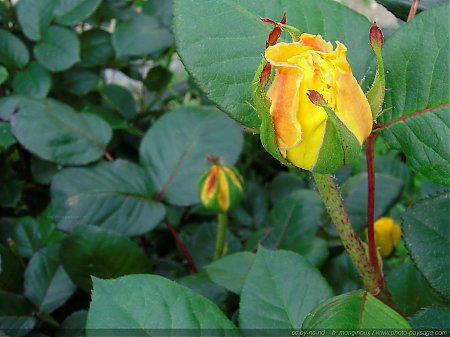 Nom du fichier=Eclosion-rose-jaune.jpg
Taille du fichier=722Ko
Dimensions : 1987x1490
Ajouté le : 06 Février 2013 Eclosion-rose-jaune.jpg