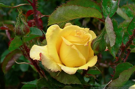 Nom du fichier=Rose-5.jpg
Taille du fichier=1653Ko
Dimensions : 2873x1915
Ajouté le : 06 Février 2013 Rose-5.jpg