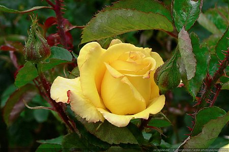 Rose-5.jpg