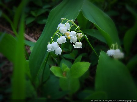 fleurs-brin-de-muguet.jpg