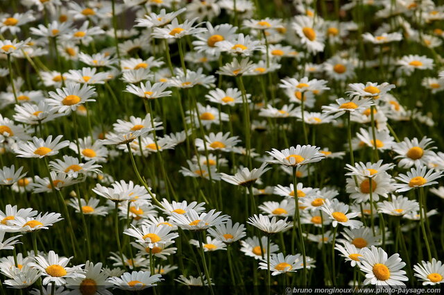 Pour ceux ou celles qui aiment passionnément !
Mots-clés: fleurs marguerite printemps montagne haute_savoie champs_de_fleurs