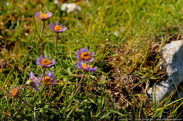 Asters
[Fleurs de montagne]
Mots-clés: fleur-de-montagne montagne vercors fleurs