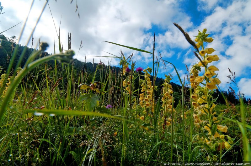 Digitales jaunes dans la prairie
[Fleurs de montagne]
Mots-clés: fleur-de-montagne montagne vercors fleurs