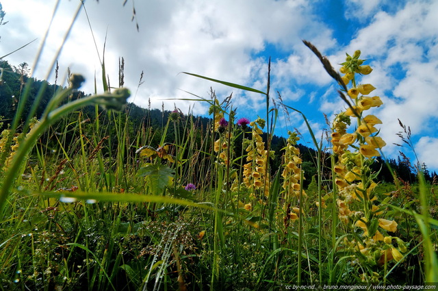 Digitales jaunes dans la prairie
[Fleurs de montagne]
Mots-clés: fleur-de-montagne montagne vercors fleurs