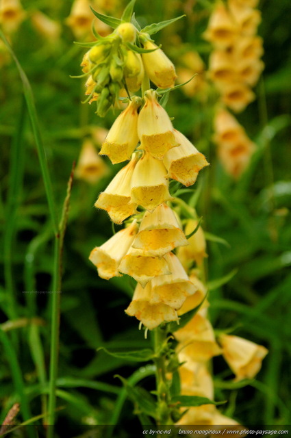 Digitale jaune
Aussi belle que toxique !
[Fleurs de montagne]
Mots-clés: fleur-de-montagne montagne vercors fleurs cadrage_vertical