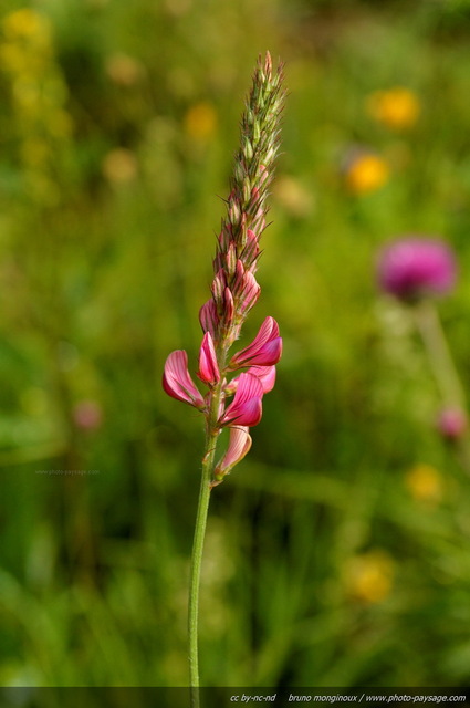 Sainfouin dans le Vercors
[Montagnes du Vercors]
Mots-clés: fleur-de-montagne montagne vercors fleurs macrophoto cadrage_vertical