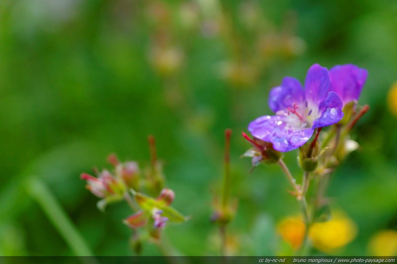 Une fleur de montagne
[Montagnes du Vercors]
Mots-clés: fleur-de-montagne montagne vercors fleurs macrophoto goutte_d_eau