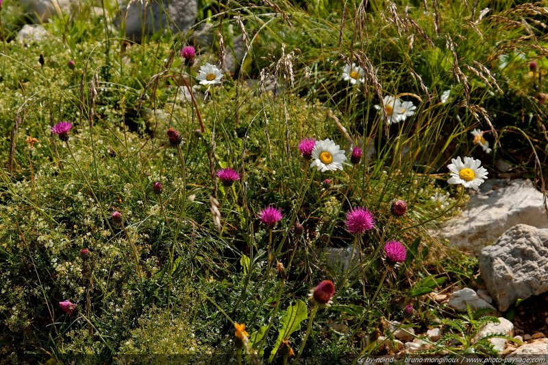Fleurs de Montagne
[Montagnes du Vercors]
Mots-clés: fleur-de-montagne montagne vercors fleurs