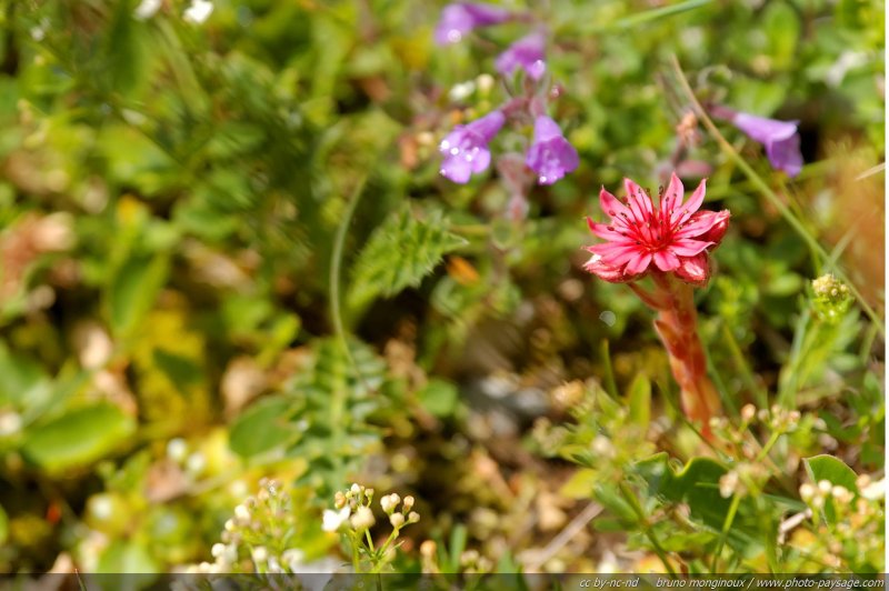 Fleurs de Montagne - Joubarbe à toile d'araignée
[Montagnes du Vercors]
Mots-clés: fleur-de-montagne montagne vercors fleurs macrophoto