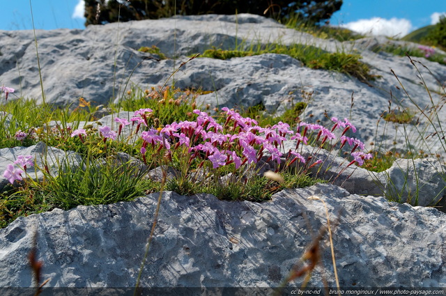 Fleurs de Montagne
[Montagnes du Vercors]
Mots-clés: fleur-de-montagne montagne vercors fleurs