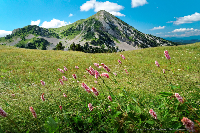 Bistortes dans le haut Vercors
Pas de la Balme.
[Montagnes du Vercors]
Mots-clés: les_plus_belles_images_de_nature fleur-de-montagne montagne vercors fleurs categ_ete beautes_de_la_nature montagnard oxygene