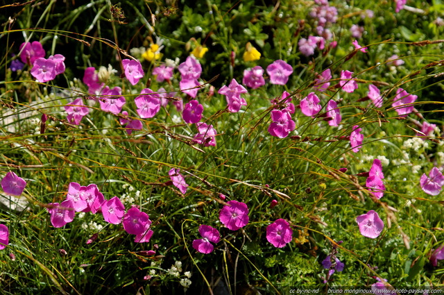 Fleurs de Montagne
[Montagnes du Vercors]
Mots-clés: fleur-de-montagne montagne vercors fleurs