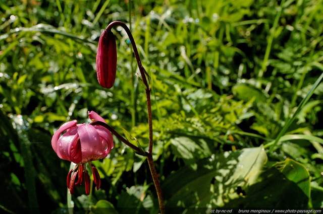 Un lis martagon recouvert de rosée
[Fleurs de montagne]
Mots-clés: fleur-de-montagne montagne vercors fleurs