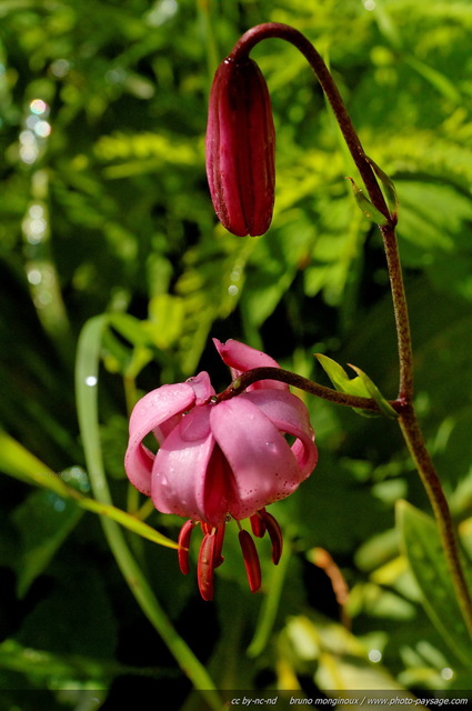 Lis Martagon
[Fleurs de montagne]
Mots-clés: fleur-de-montagne montagne vercors fleurs cadrage_vertical