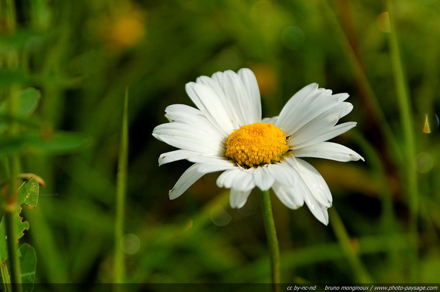 Une pâquerette photographiée au printemps
[Fleurs de montagne]
Mots-clés: fleur-de-montagne montagne vercors fleurs paquerette marguerite