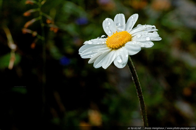 Rosée sur pà¢querette
[Fleurs de montagne]
Mots-clés: fleur-de-montagne montagne vercors fleurs paquerette goutte rosee marguerite macrophoto goutte_d_eau