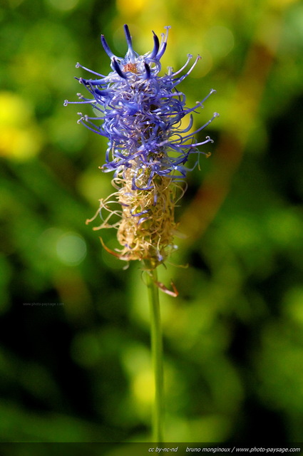 Raiponce
[Fleurs de montagne]
Mots-clés: fleur-de-montagne montagne vercors fleurs cadrage_vertical