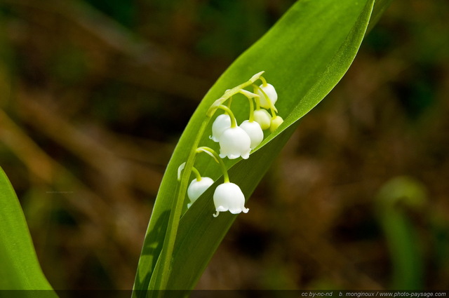 Brin de muguet en forêt
Forêt de Rambouillet, Yvelines, France
Mots-clés: fleurs printemps rambouillet st-valentin premier-mai fleurs_des_bois muguet