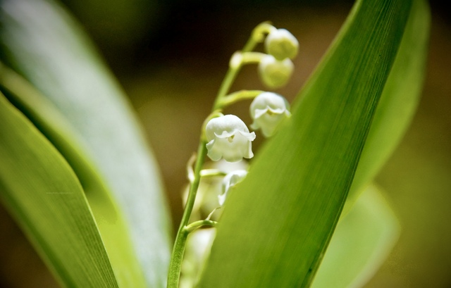 Muguet porte-bonheur
Forêt de Rambouillet, Yvelines, France
Mots-clés: fleurs printemps rambouillet st-valentin premier-mai fleurs_des_bois muguet macrophoto