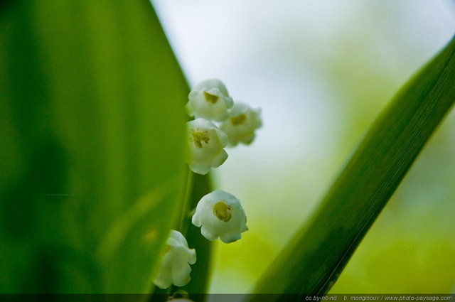 Muguet au mois de mai
Forêt de Rambouillet, Yvelines, France
Mots-clés: fleurs printemps rambouillet st-valentin premier-mai fleurs_des_bois muguet macrophoto