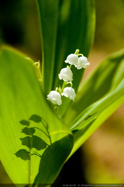 Brin de muguet et ombre chinoise à  travers ses feuilles
Forêt de Rambouillet, Yvelines, France
Mots-clés: plus_belles_images_de_printemps cadrage_vertical fleurs printemps rambouillet st-valentin premier-mai fleurs_des_bois muguet ombre_chinoise macrophoto