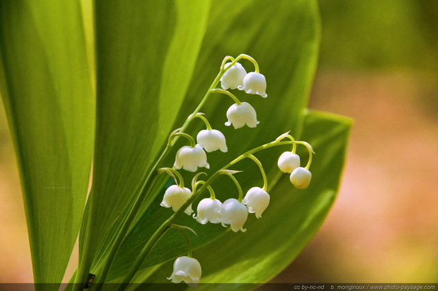 Deux brins de muguet sauvage
Forêt de Rambouillet, Yvelines, France
Mots-clés: fleurs printemps rambouillet st-valentin premier-mai fleurs_des_bois muguet