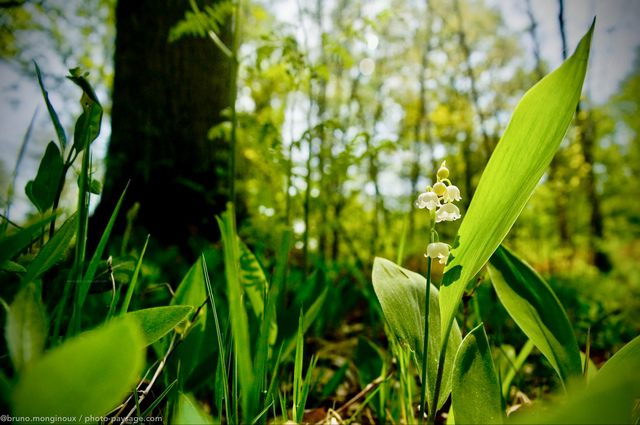 Brin de muguet au pied d'un chêne
Forêt de Rambouillet, Yvelines, France
Mots-clés: fleurs printemps rambouillet st-valentin premier-mai fleurs_des_bois muguet