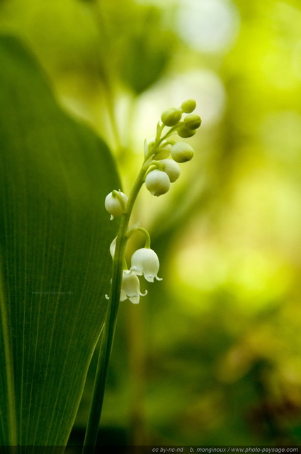 Brin de muguet porte-bonheur
Forêt de Rambouillet, Yvelines, France
Mots-clés: fleurs printemps rambouillet st-valentin premier-mai fleurs_des_bois muguet macrophoto cadrage_vertical