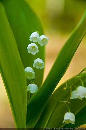Nom du fichier=brin-de-muguet-04.jpg
Taille du fichier=528Ko
Dimensions : 1273x1915
Ajouté le : 28 Avril 2013 brin-de-muguet-04.jpg