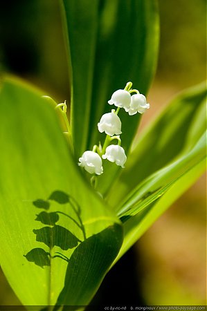 brin-de-muguet-05.jpg