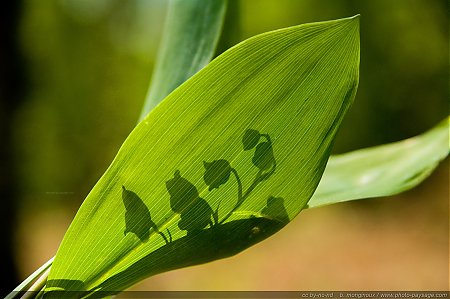 brin-de-muguet-06.jpg